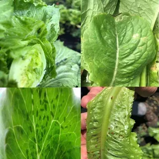 thumbnail for publication: Lettuce Cultivars for Insect Resistance in Southern Florida
